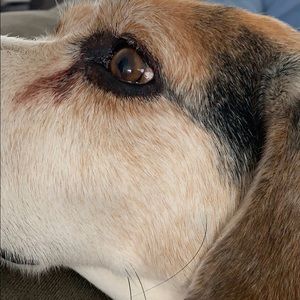 Meet your Posher, Lucy